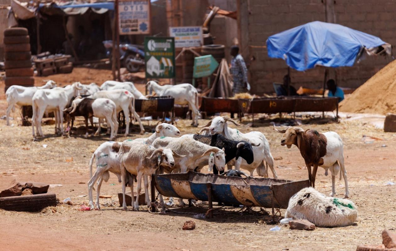 [Tabaski] De Dakar à Sédhiou : Radiographie d'une cherté généralisée sur le marché du mouton