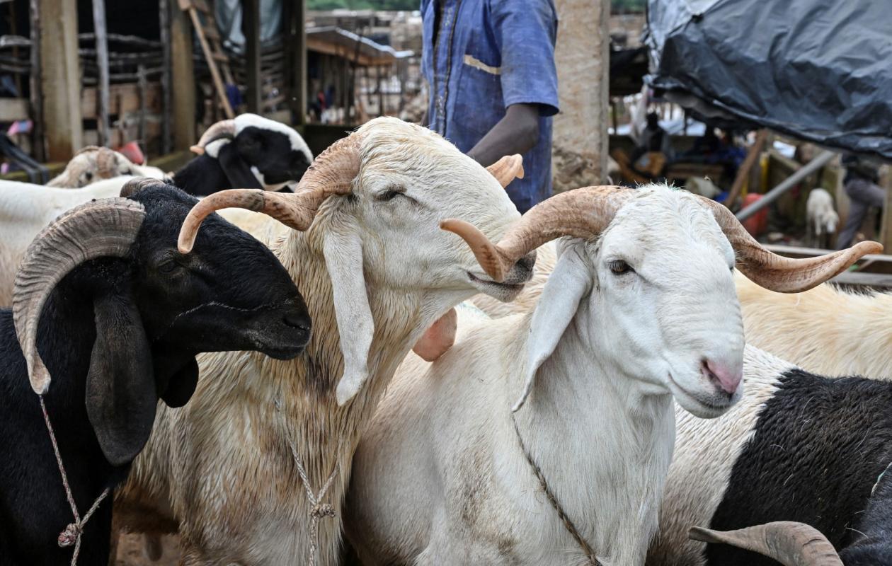 Thiès : Le marché bien approvisionné en moutons, des prix exorbitants et des clients qui se font désirer