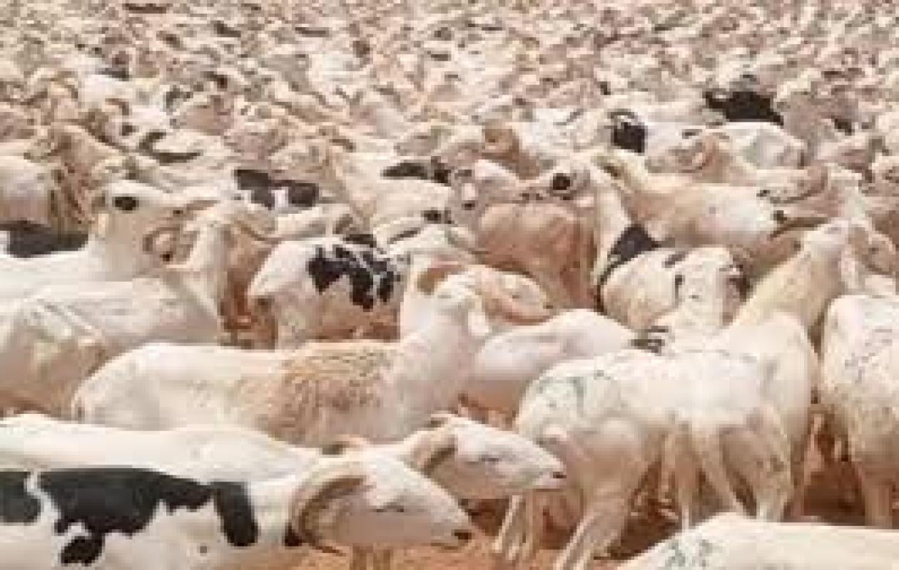 Tabaski 2026 : Ziguinchor face à la flambée des prix des moutons