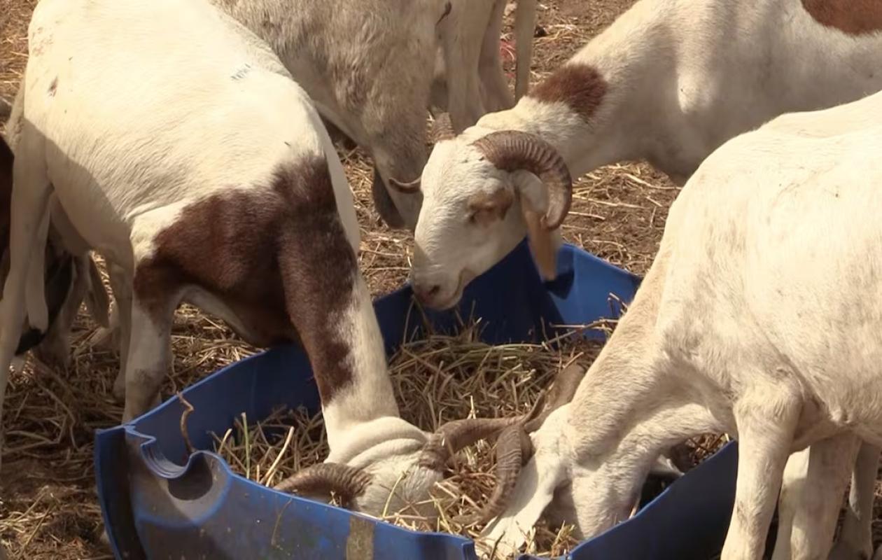 « Trouver un mouton à moins de 140 000 F CFA relève de l’impossible » : Le désarroi des acheteurs à Fatick