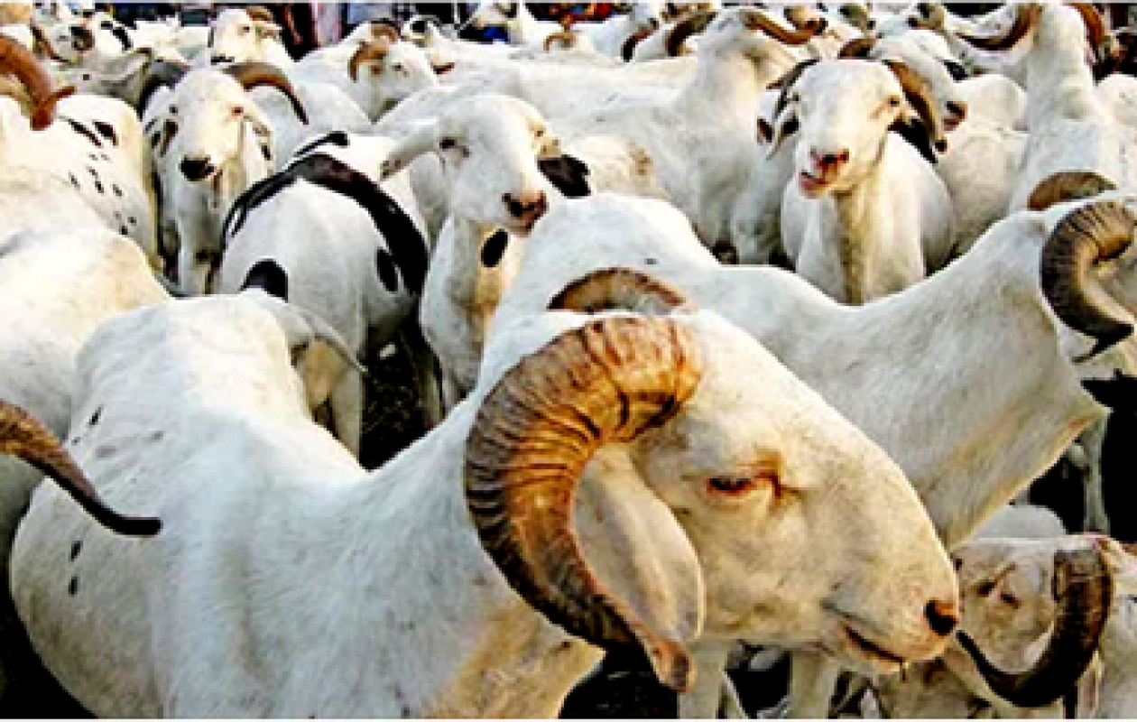 Ourossogui : Le prix du mouton toujours élevé, 24 heures après la Tabaski