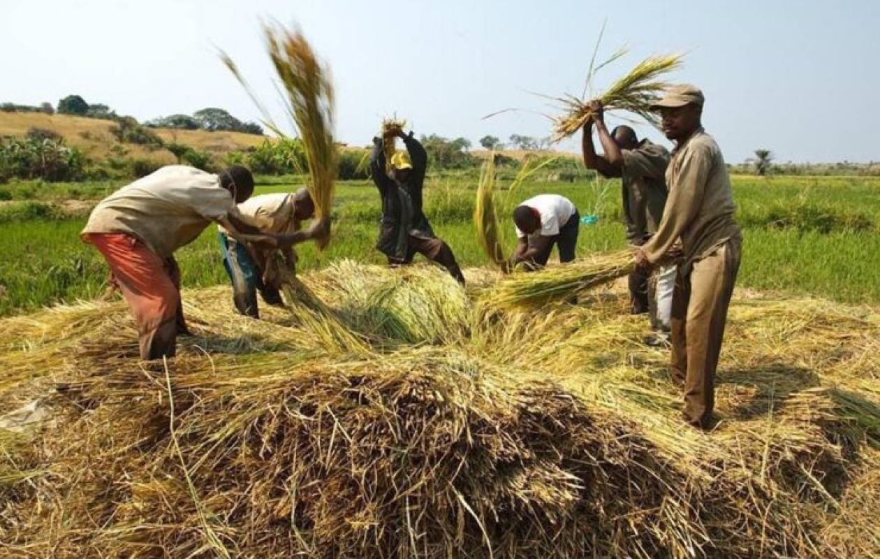 Cet Etat africain figure parmi les 30 pays qui nourrissent le monde