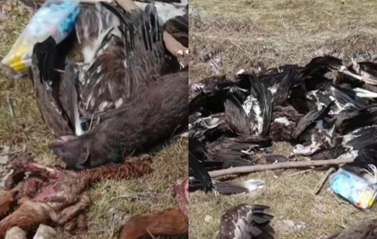 Oussouye : Des dizaines de vautours et d'animaux retrouvés morts dans les rizières d’Edioungou