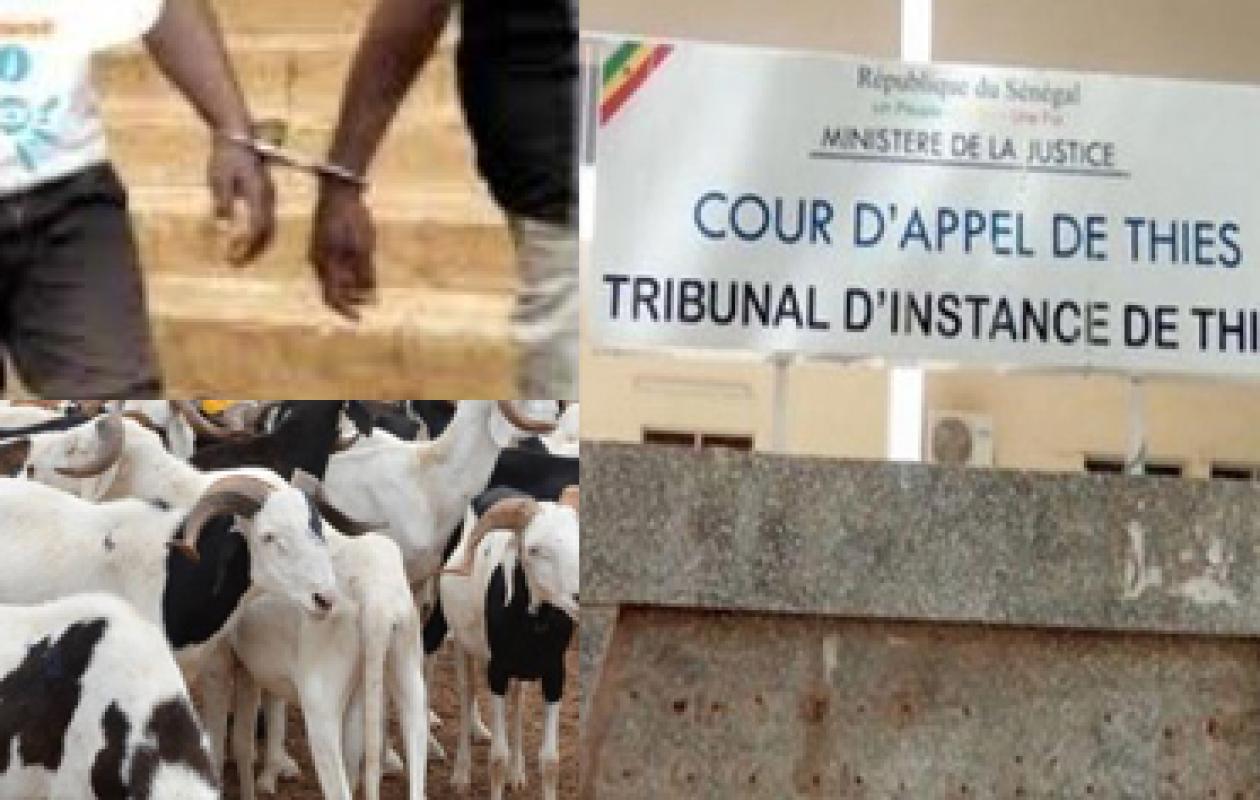 Opération Tabaski à Thiès : deux individus condamnés à 6 mois de prison ferme pour vol de moutons