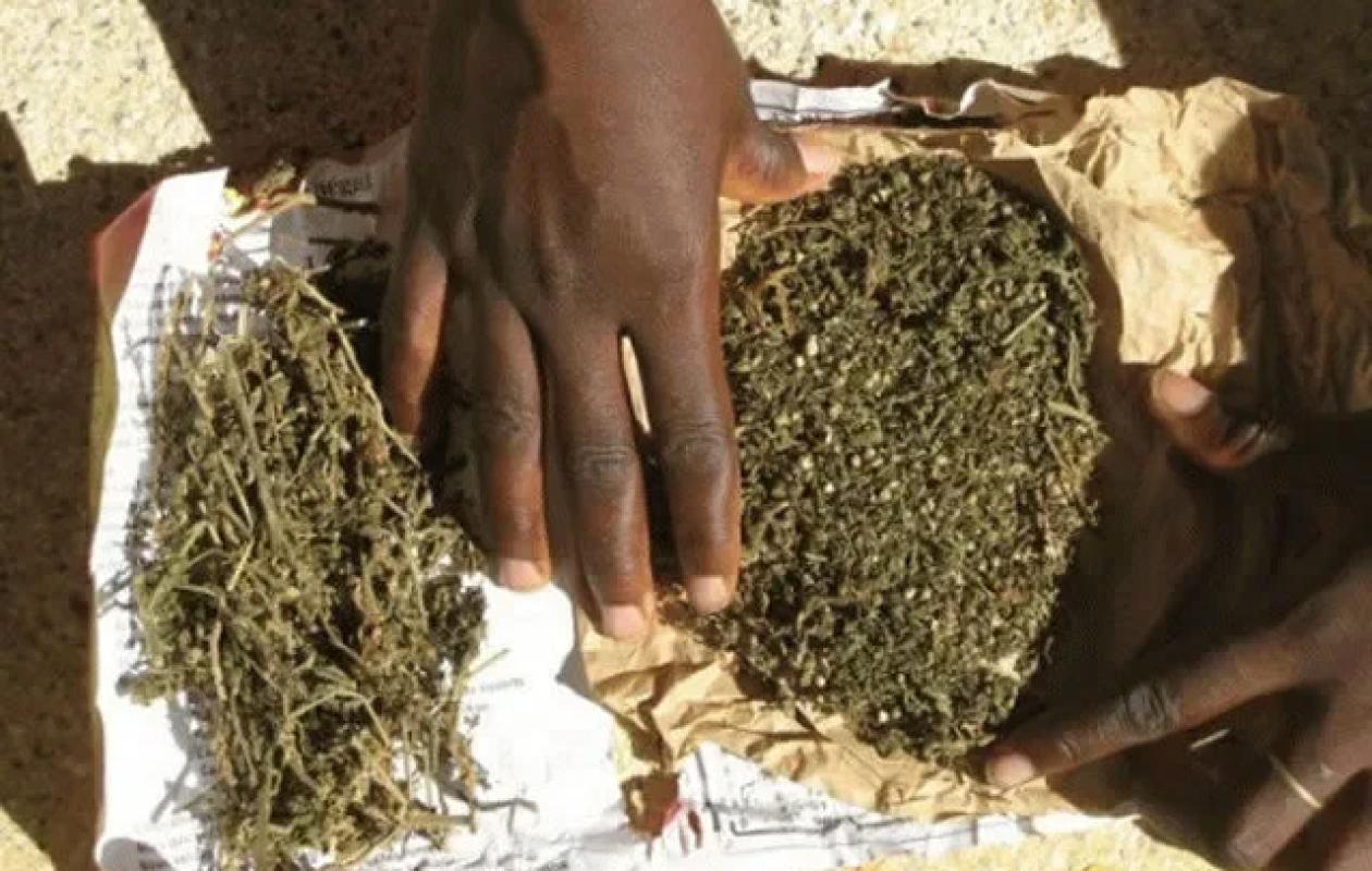 Thiès : un coiffeur écope de 3 mois de prison ferme pour usage de chanvre indien
