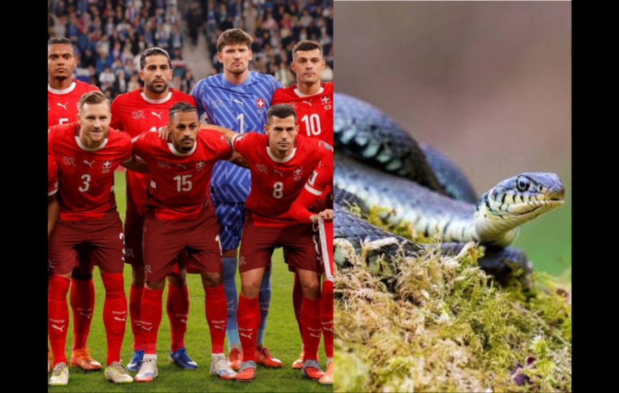 Coupe du monde 2026 : alerte aux serpents pour la Suisse dans son camp de base américain