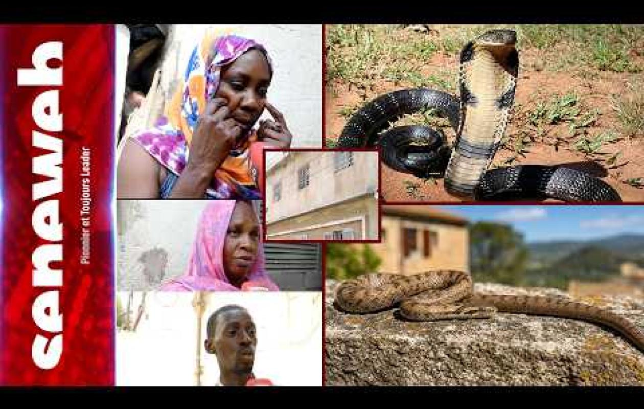Grand Dakar : Panique générale à Diankalar où des serpents de plus de deux mètres envahissent les maisons