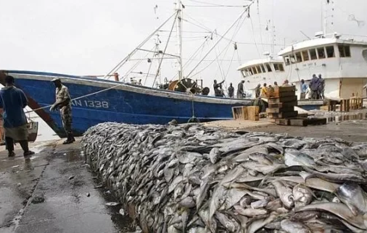 Affaire des 111 licences de pêche : les Cadres Jambaars exigent toute la vérité