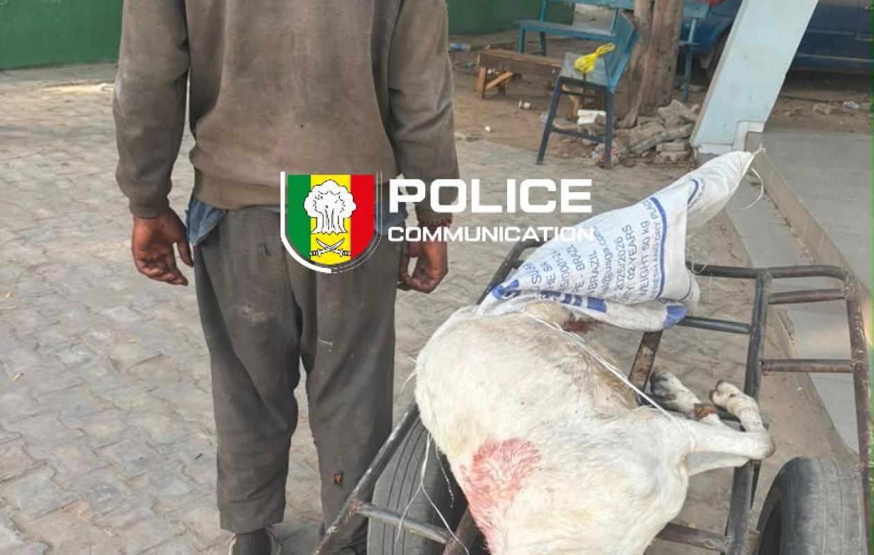 Abattage clandestin à Dakar : La police déjoue la mise en vente d’une viande impropre à la consommation