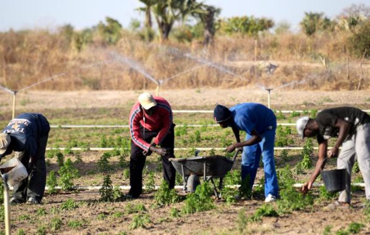 Campagne agricole 2026-2027 à Kédougou : un démarrage encourageant malgré des défis logistiques.