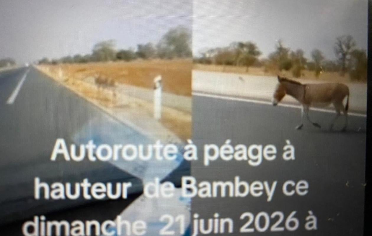 Des animaux en divagation sur l'autoroute IlaTouba  : Le journaliste Samba Mangane alerte sur un danger réel