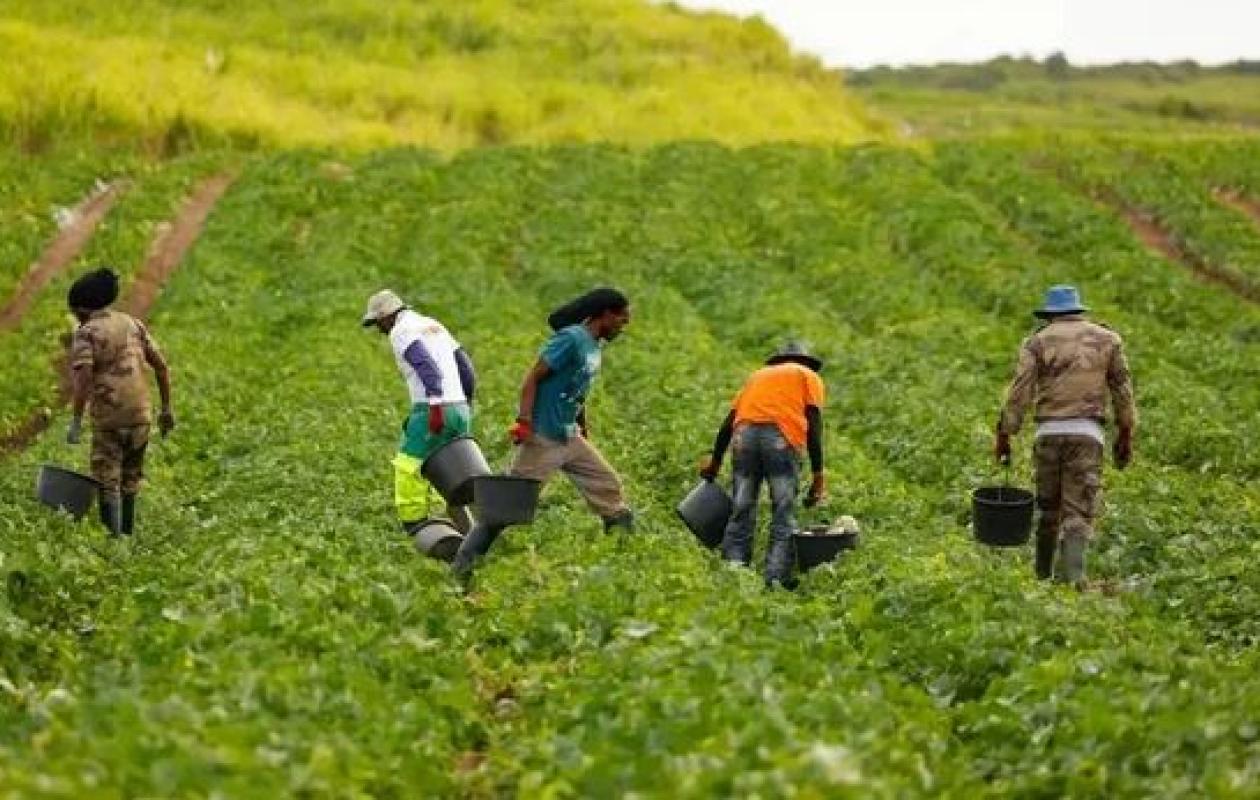 Migration circulaire : 50 travailleurs agricoles sénégalais s’envolent pour l’Espagne