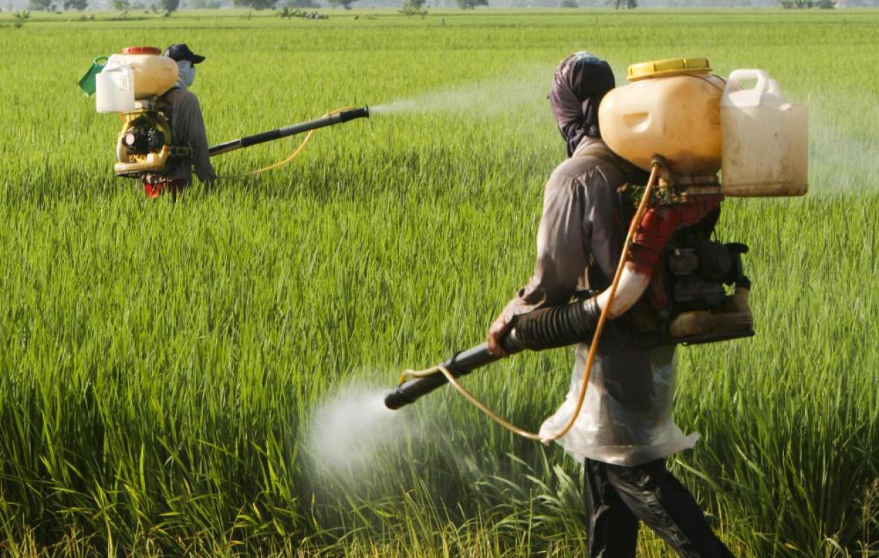 Pesticides, eaux usées et métaux lourds: Le cri d’alarme du Dr Oumar Bâ sur les risques sanitaires liés à certaines pratiques agricoles