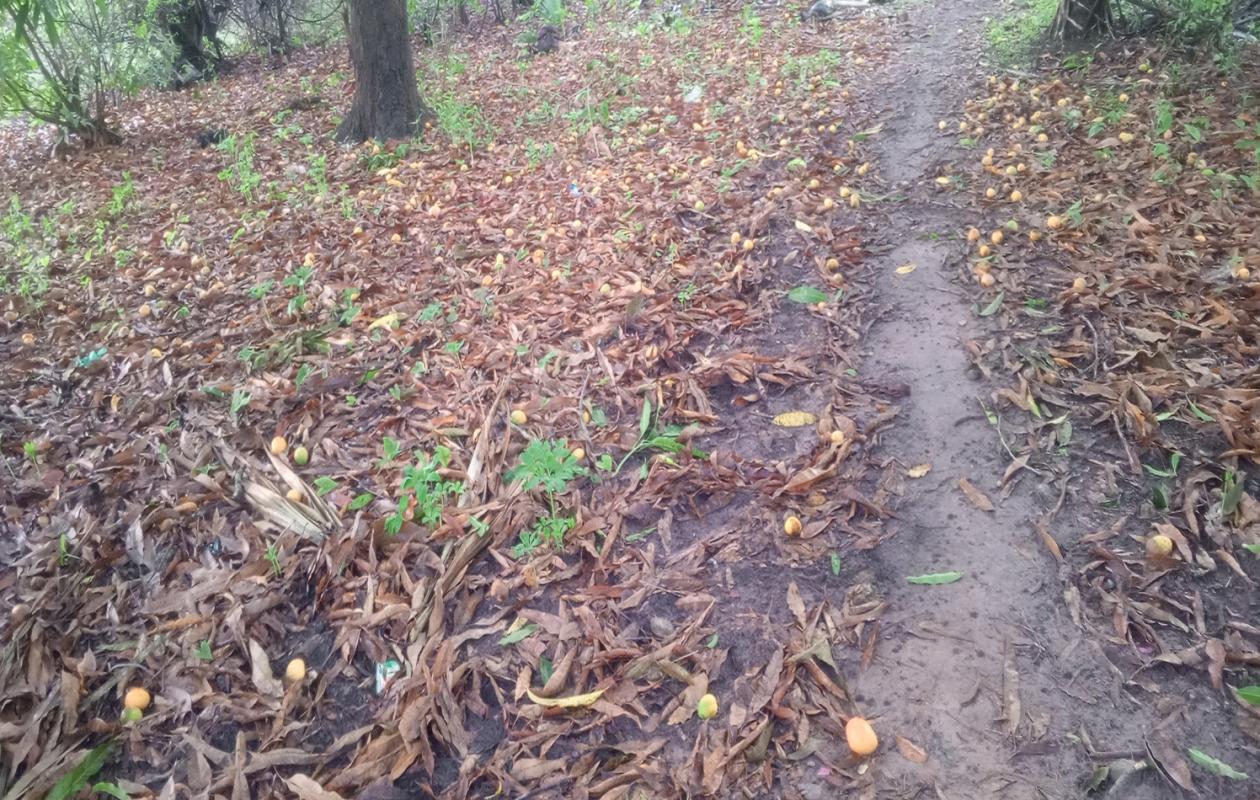 Filière mangue en Casamance : un immense potentiel qui se perd sous les arbres