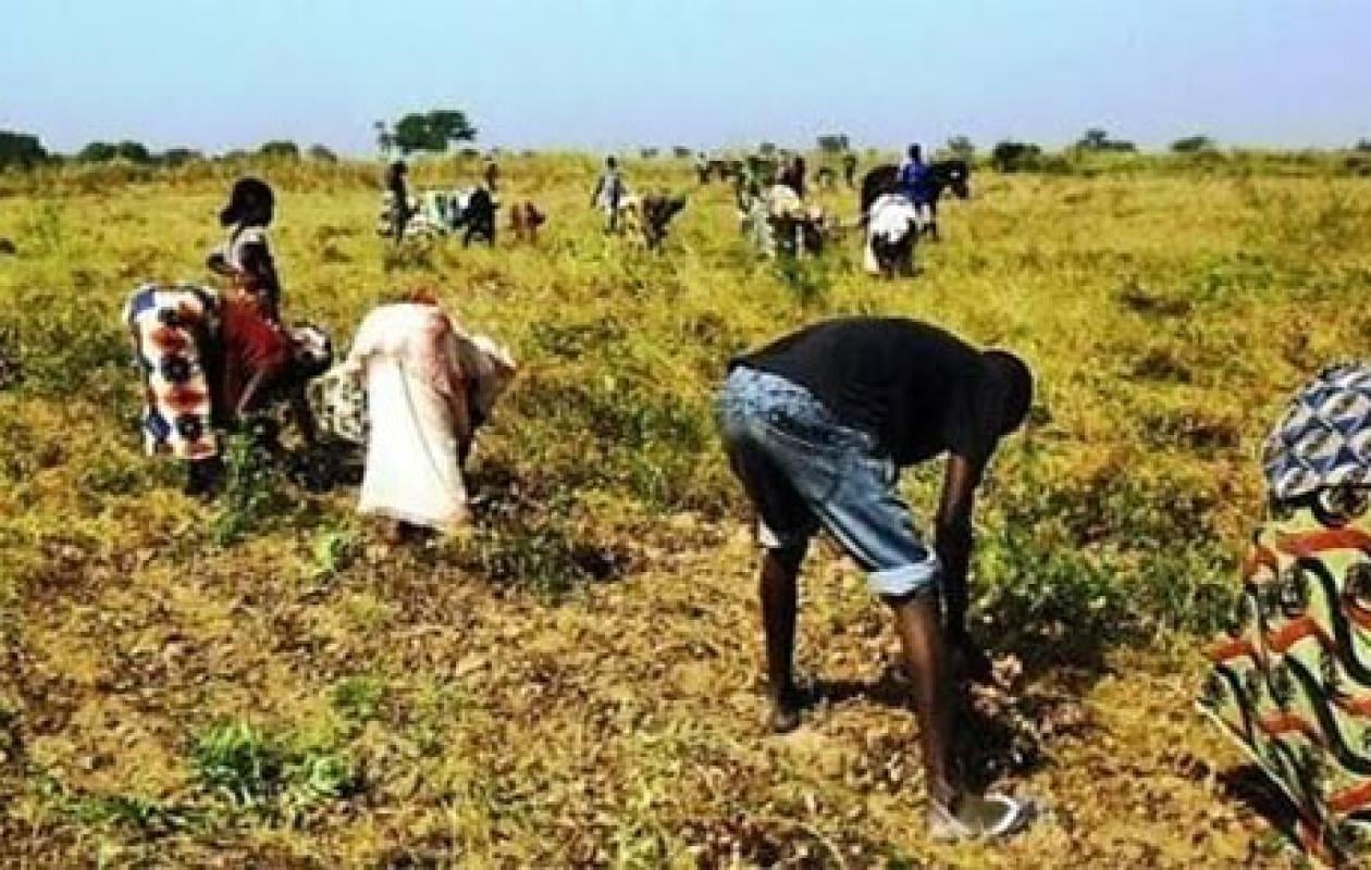 Campagne agricole 2026-2027 à Kédougou : Les travaux champêtres s’intensifient, la distribution des intrants avance à un rythme soutenu
