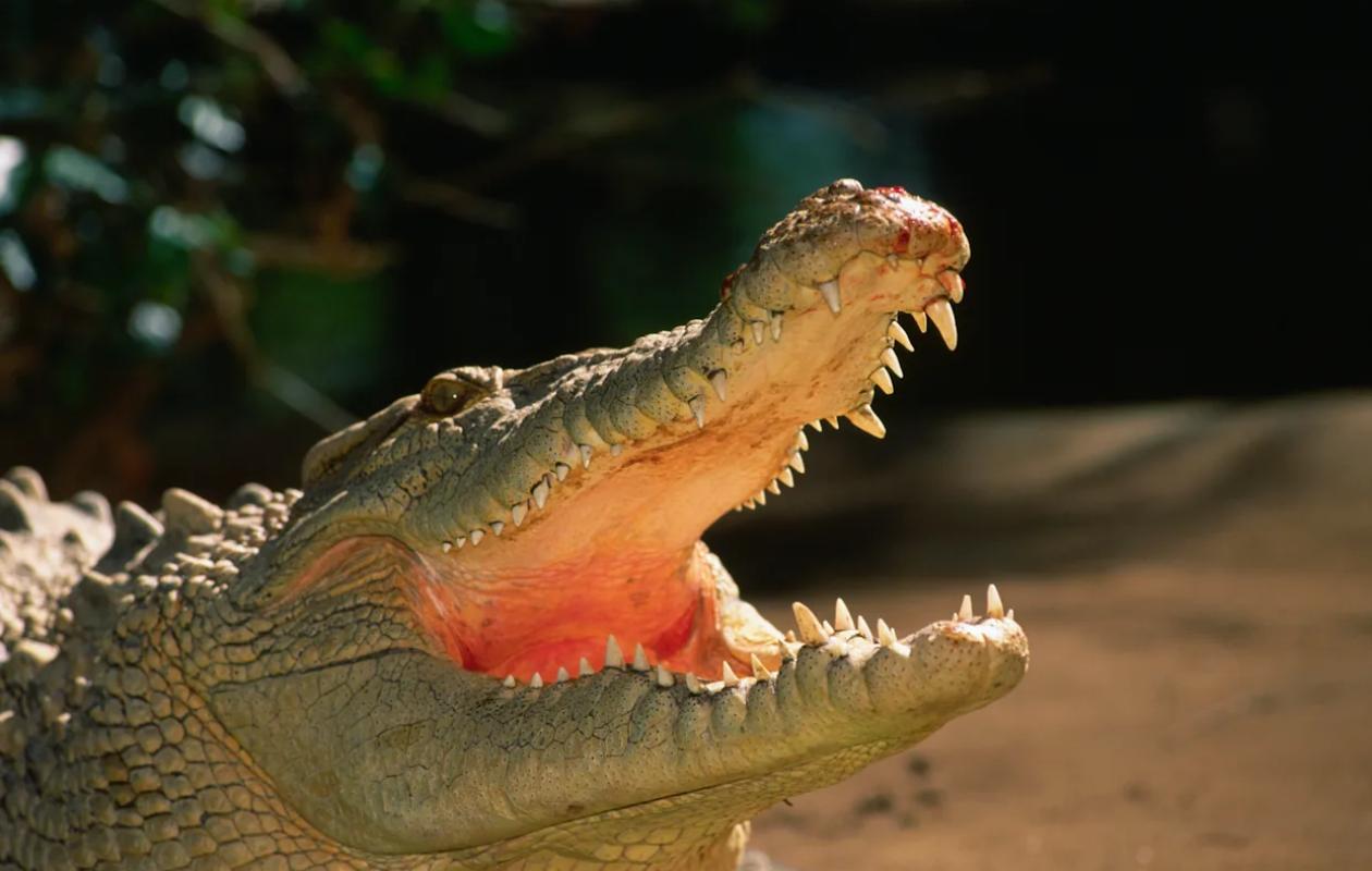 Mexique : Un crocodile tue un homme devant des touristes