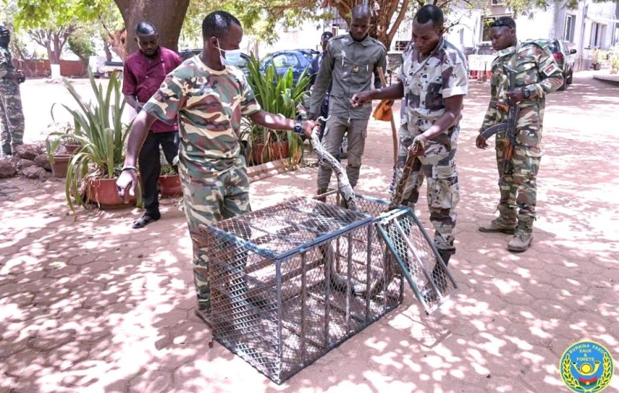 Burkina : Crocodiles et serpent s’invitent dans des maisons à Ouagadougou