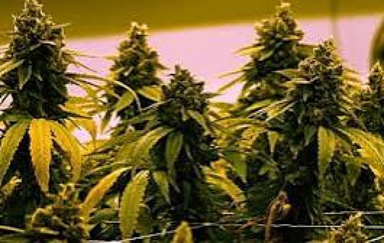 Kenya : les rastas espèrent bientôt pouvoir fumer légalement du cannabis