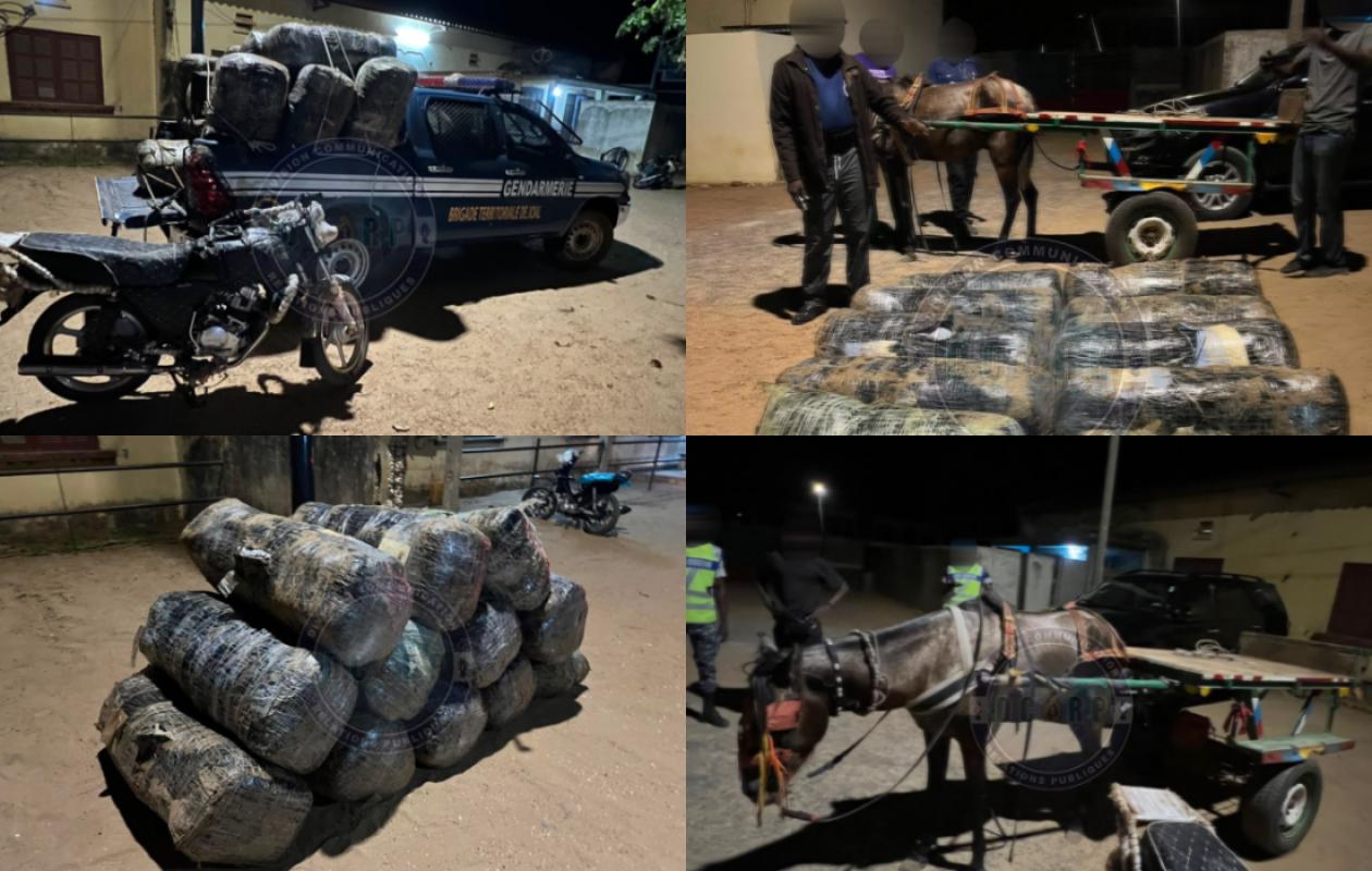 Coup de filet de la gendarmerie à Joal : 360 kg de drogue saisis, suspects en fuite