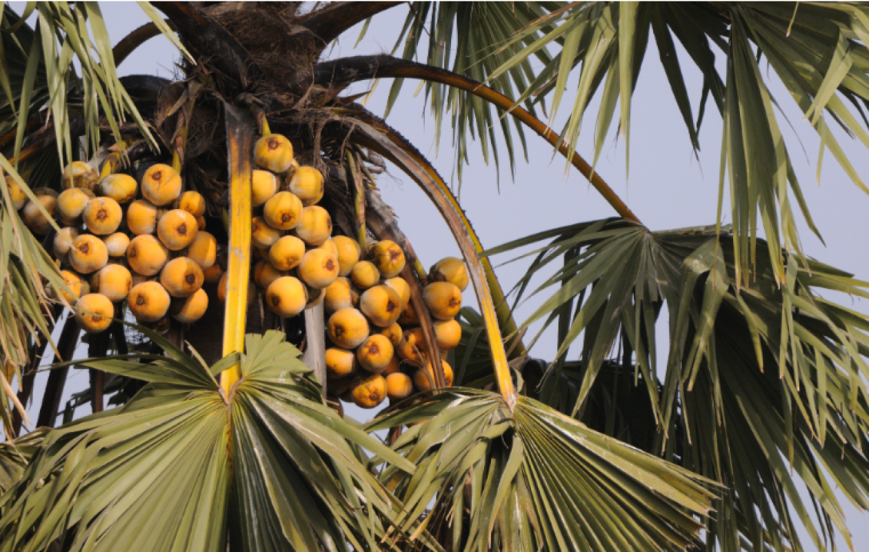Casamance : le ronier, un arbre aux multiples usages au cœur de la vie quotidienne
