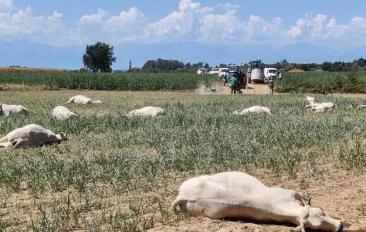 Kaffrine : Sept vaches meurent après avoir brouté des pousses de sorgho