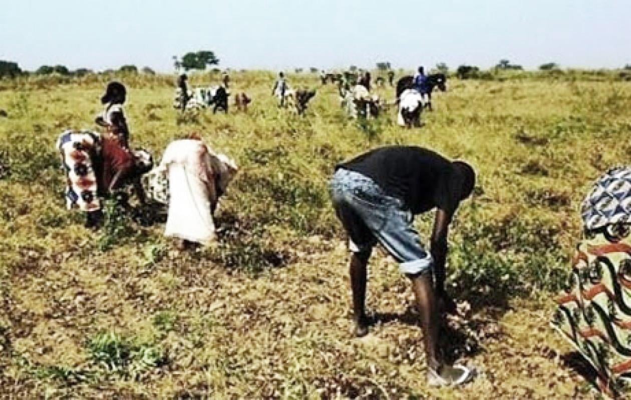 Kédougou : la campagne agricole prend son envol, les semis démarrent malgré un hivernage tardif