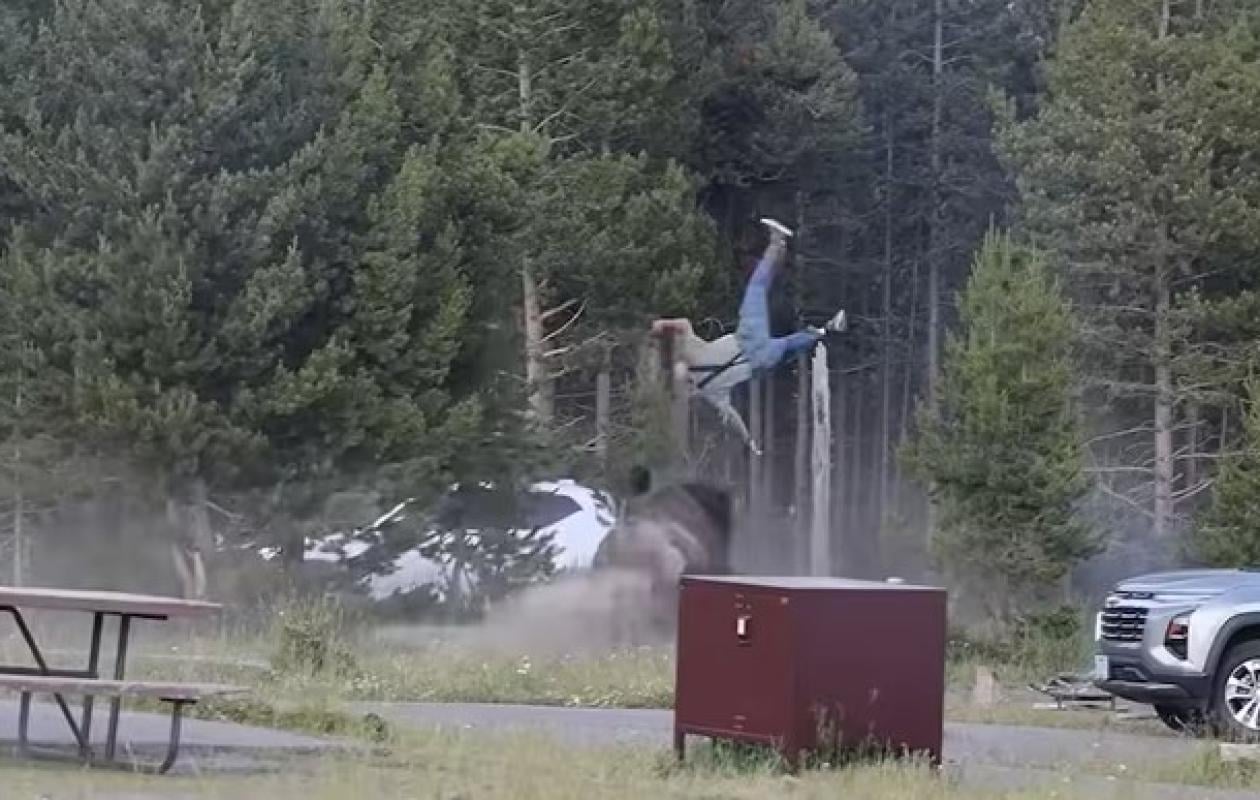 [Vidéo] Catapulté à plus de deux mètres par un bison : Un homme frôle la mort à Yellowstone