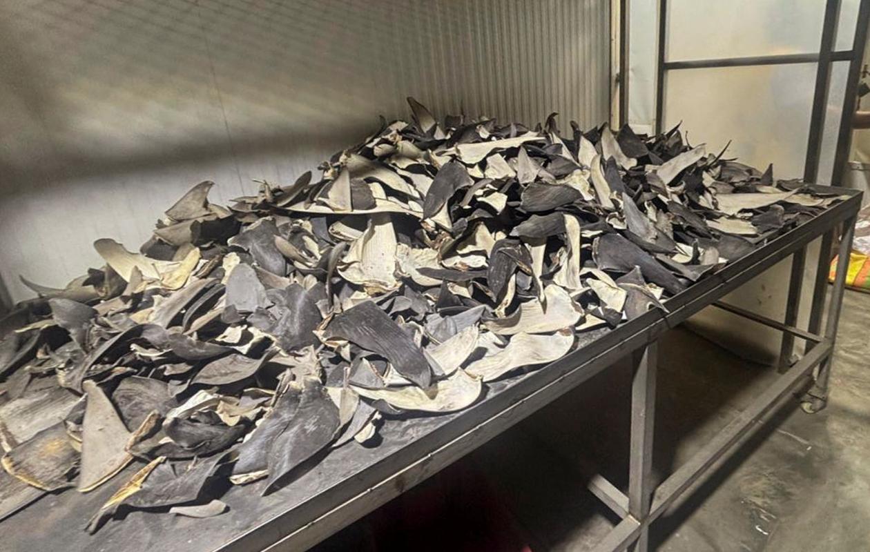 Le port de Dakar, plaque tournante du trafic d'ailerons de requins