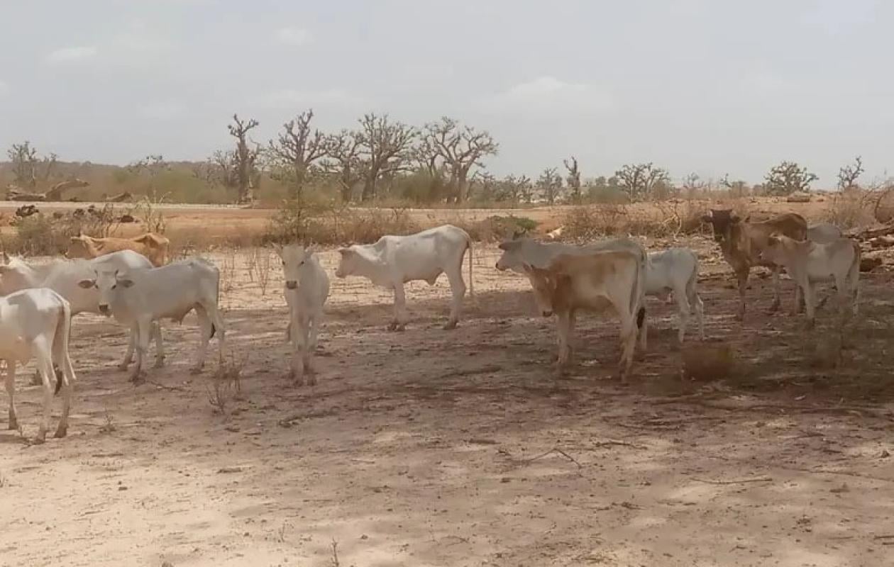 Dakar – Tivaouane – Saint-Louis : Des villages de Mont-Rolland mis en quarantaine par le tracé de l&rsquo;autoroute