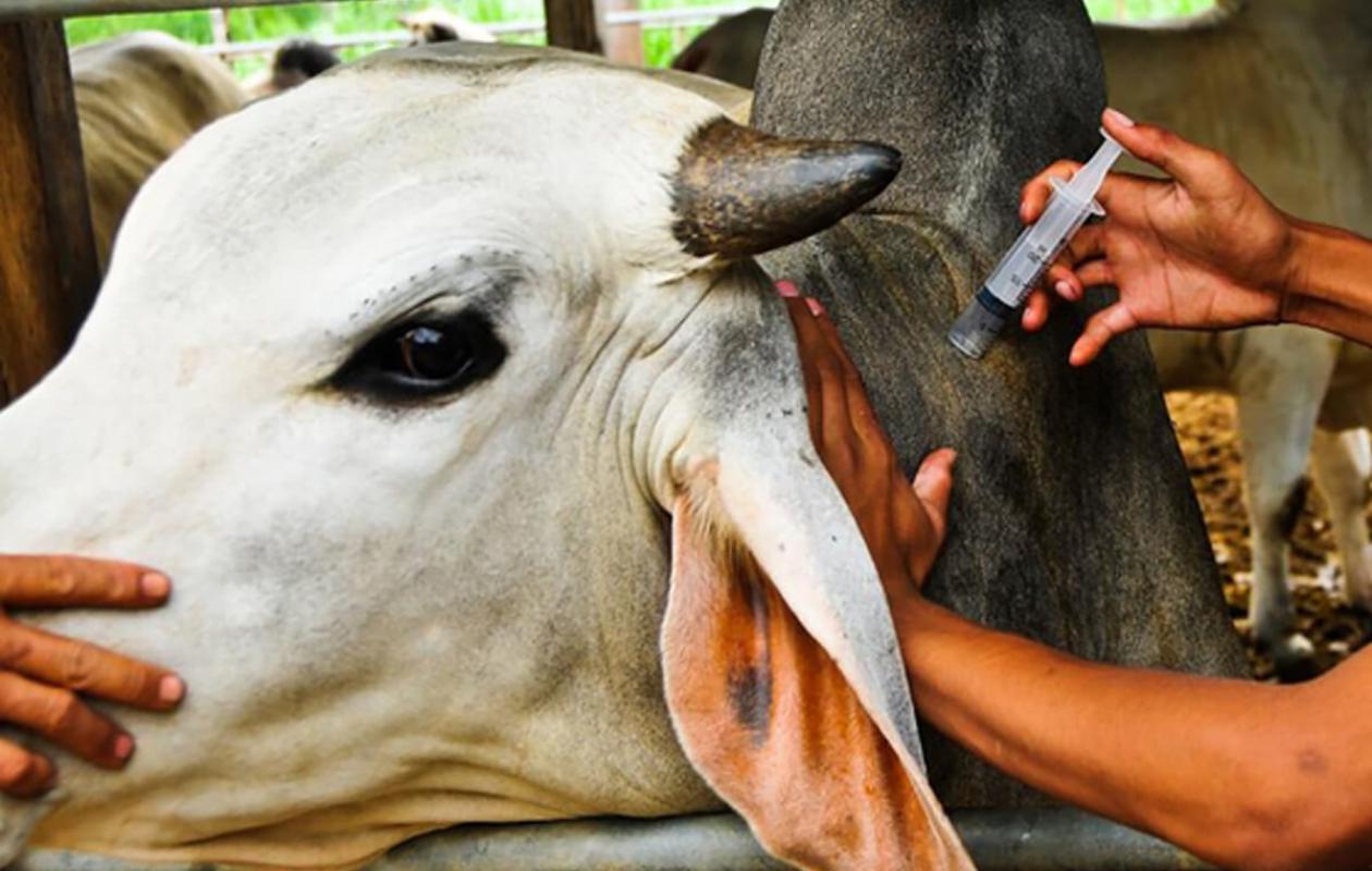 Zoonoses, climat et faux médicaments : Le cri d’alarme de la médecine vétérinaire sénégalaise