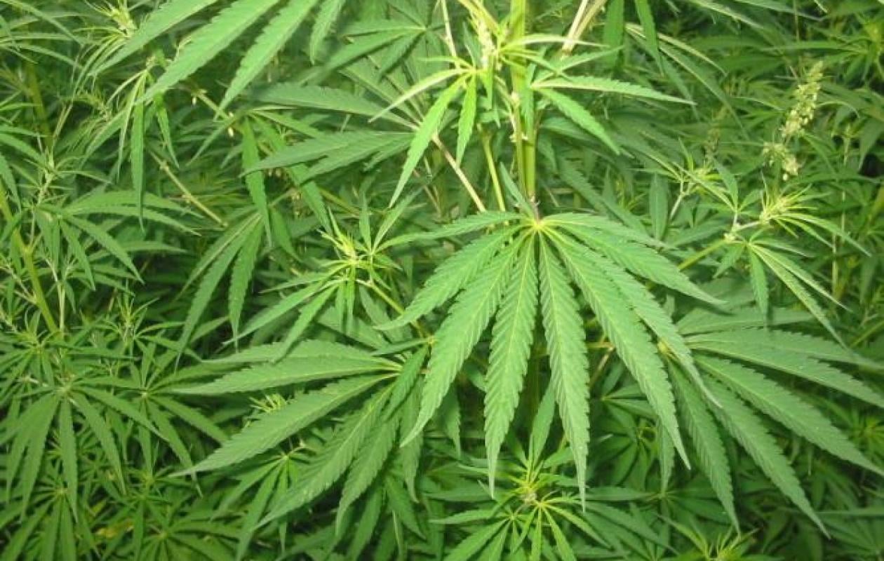Plants de chanvre indien sur un chantier : le vigile conteste devant le tribunal