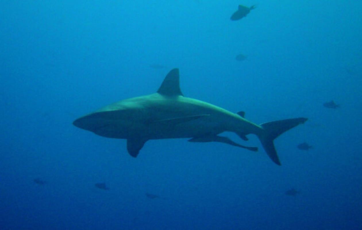 Afrique du Sud : une nageuse meurt après une attaque de requin, deux ...