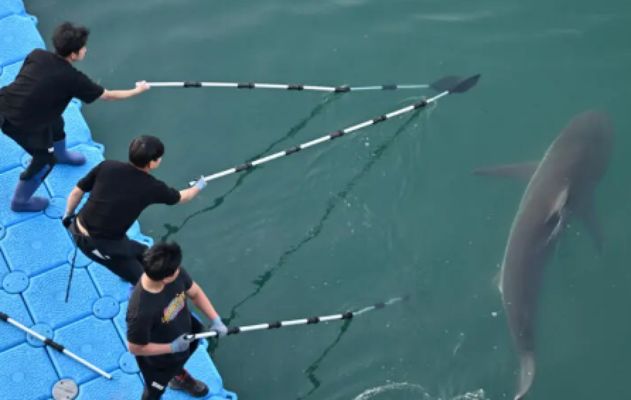 Le requin devenu célèbre en Corée du Sud est revenu là où il était ...