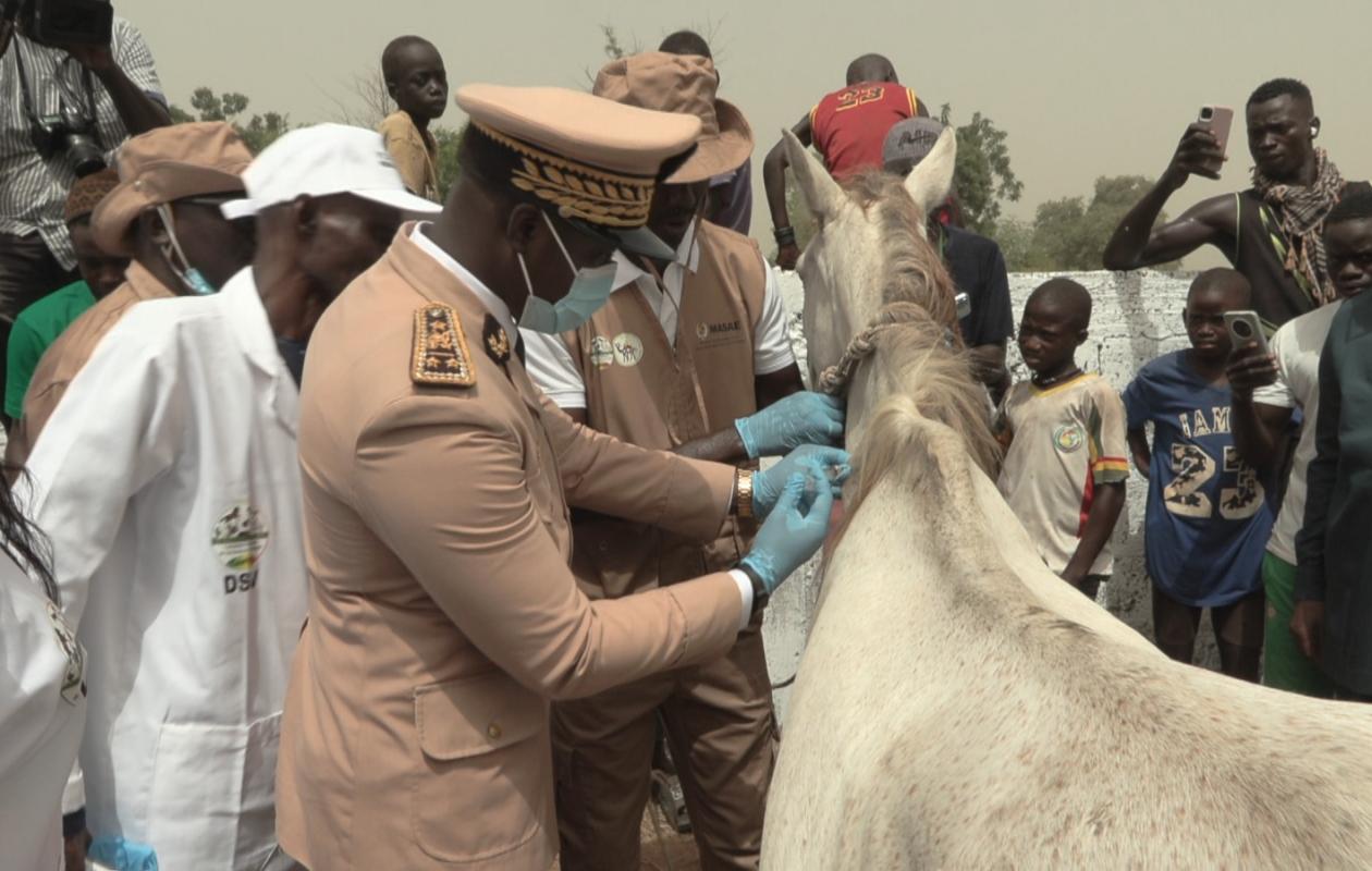 Vaccination du cheptel 2026-2027 : le Sénégal vise 8 millions de petits ruminants et 3,1 millions de bovins